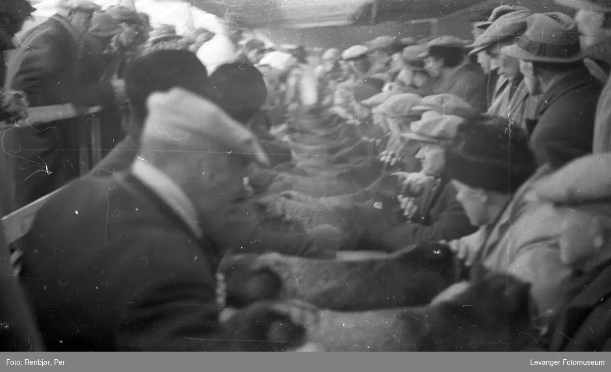 Fra utstillingen om høsten under byjubileet i 1936, pelsdyrutstilling.