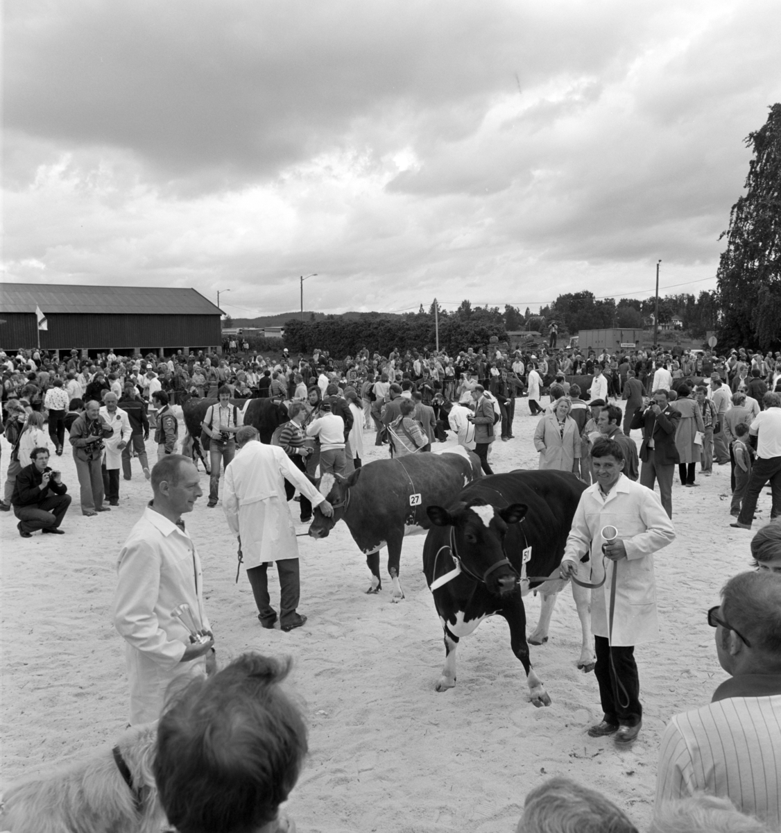 Norske Melkeprodusenters Landsforbund, NML 100 år 1881-1981. Jubileumsutstilling,visningsring, kavalkade over norsk husdyrhold, Domkirkeodden, Hamar.