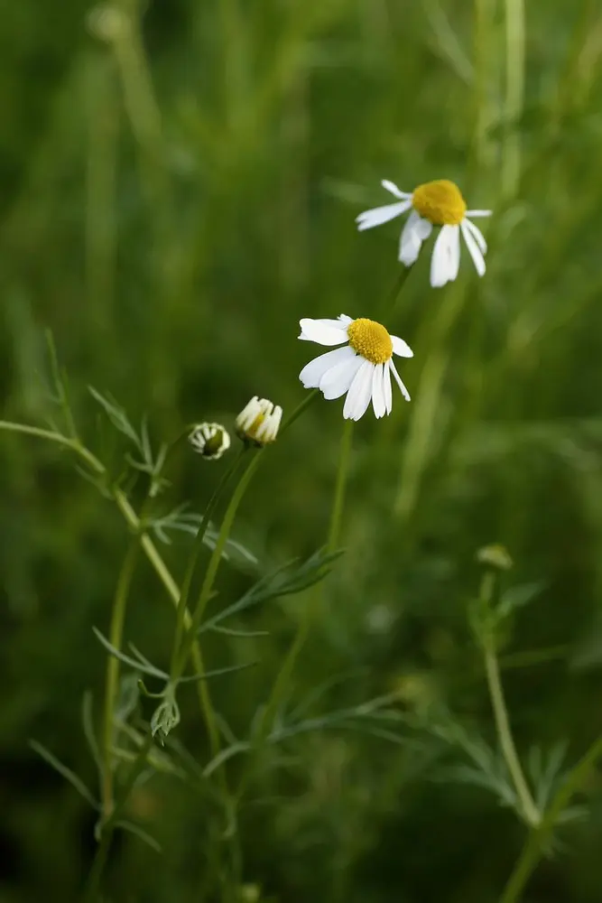 To kamilleblomster og to blomsterknopper i et vell av grønt.