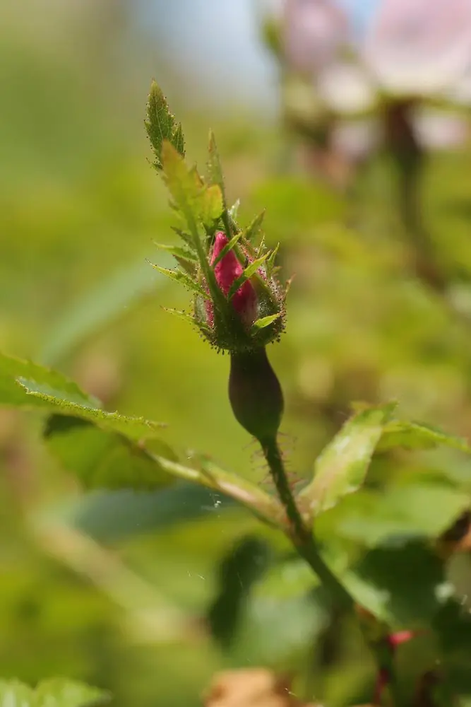 Så vidt rosa knopp strekker seg opp på en stiv kvist.