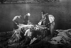 "Klippfisktørking. Kristiansund N." Foto av en gruppe med me