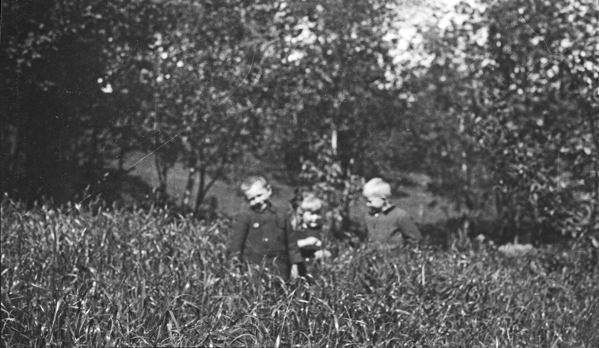 Natur. To unge gutter og ei unge pike leker i høyt gress. Skog i bakgrunnen. Hverdagsfoto.