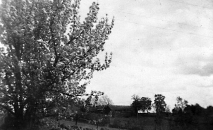 Äppelträd på Heljesgården.