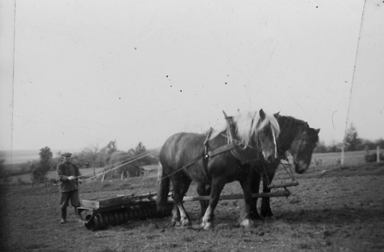 Lars Erikssons far, Erik Gustavsson, ringvältar på Heljesgården 1940 ...