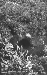 Lundefuglens hule fotografert i Høyøya ved Petsenga. Foran h