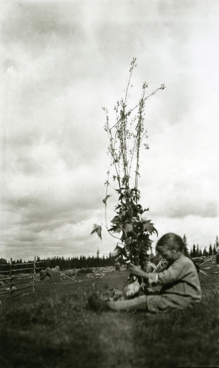 Jente, Maalfrid Galaasen (21/2 1914), sittende på bakken i Galåsen med enormt høy plante mellom hendene.
