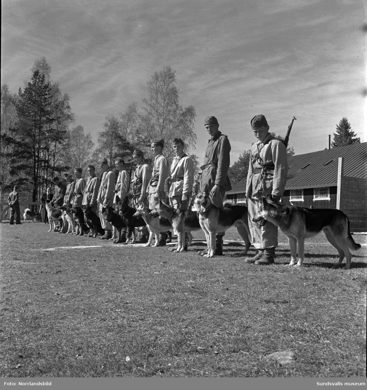 En grupp bilder från verksamheten på Arméns hundskola i Sollefteå.