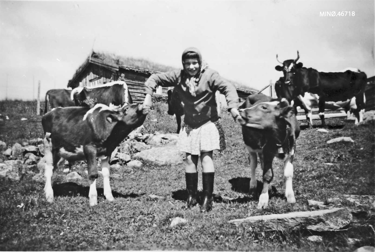 Eli Petra Øverby g. Lund i Tylldalen, med kalver og kyr på setra. (Hun er ca. 10-11 år her)