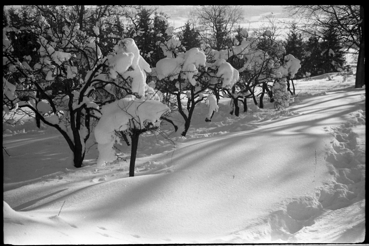 Vinterstemninger fra hage og gårdstun på Balke Vestre i Østre Toten. Serie på 8 bilder.