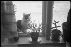 Katt i diverse situasjoner.