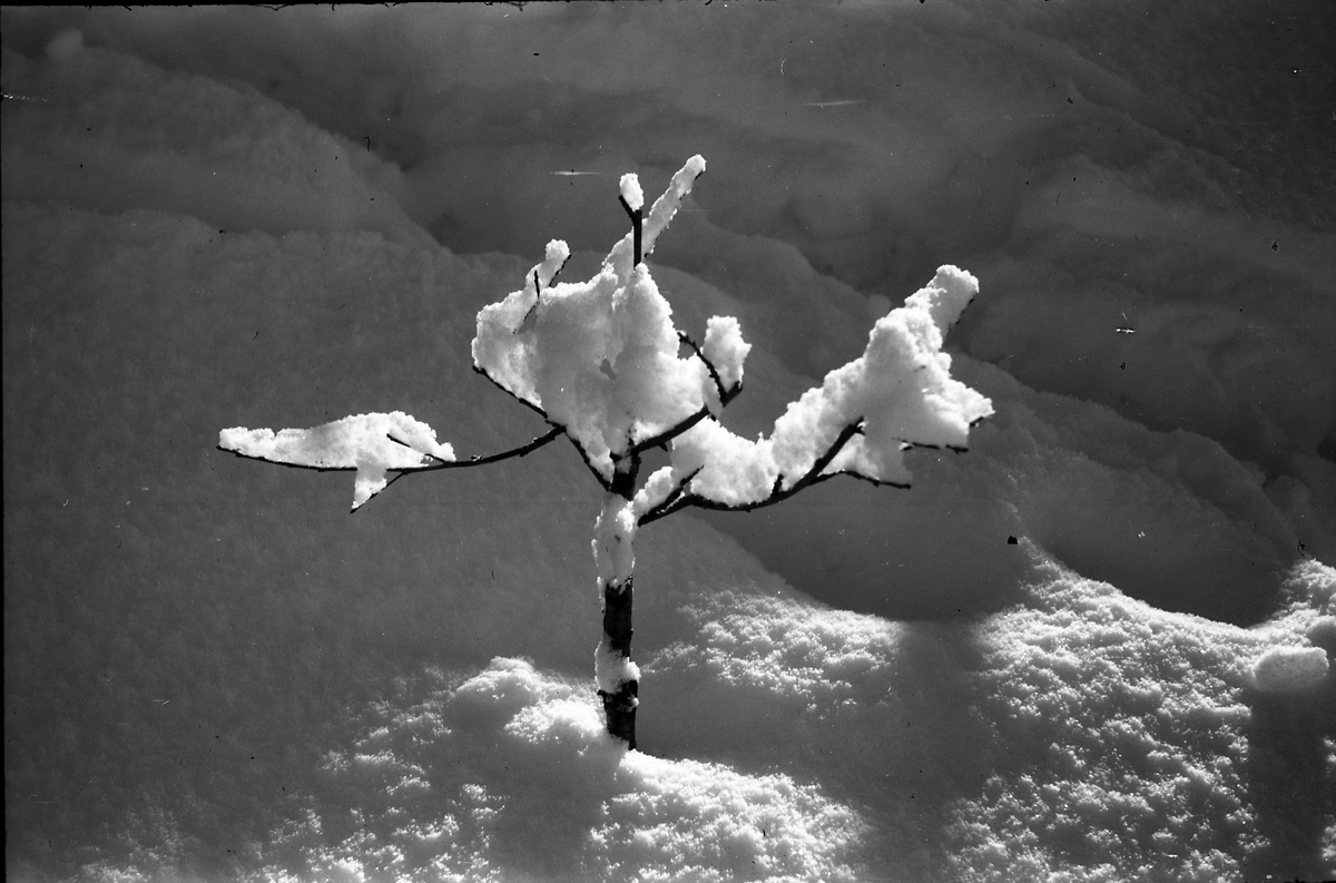 Fra fotografens eiendom Odberg på Kraby, Ø.Toten vinteren 1945.