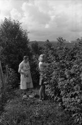 Karine Røisli og dattera Sigrun høster bringebær hjemme på O