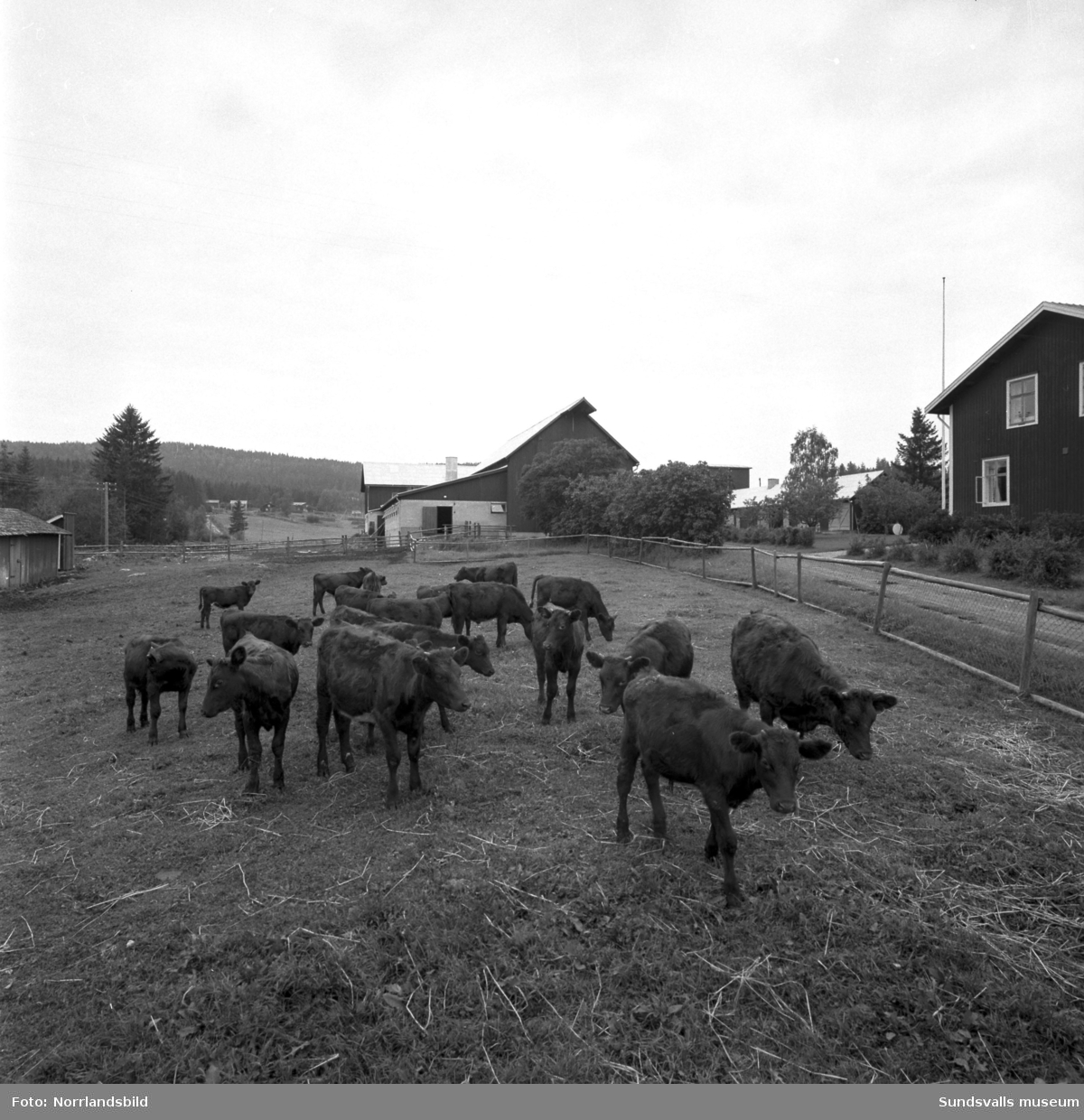 Rådman Gustav Velanders storjordbruk i Brattås, Stöde. En ståtlig tjur visas upp med mangårdsbyggnaden i bakgrunden. Även kor, kalvar och översiktsbild över gården.