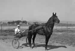Travhesten Trotyl med sin danske trener og kusk B. Simonsen 