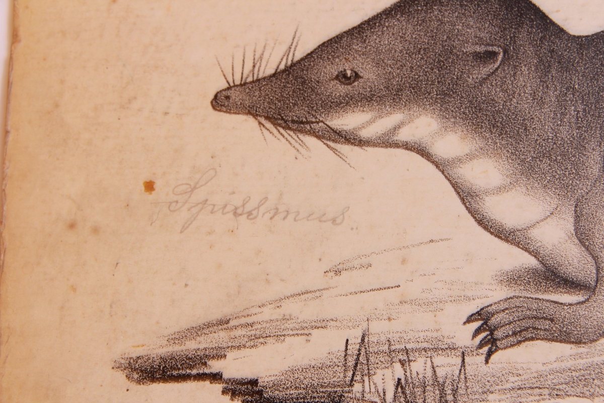 Detaljer av aper og piggsvin.