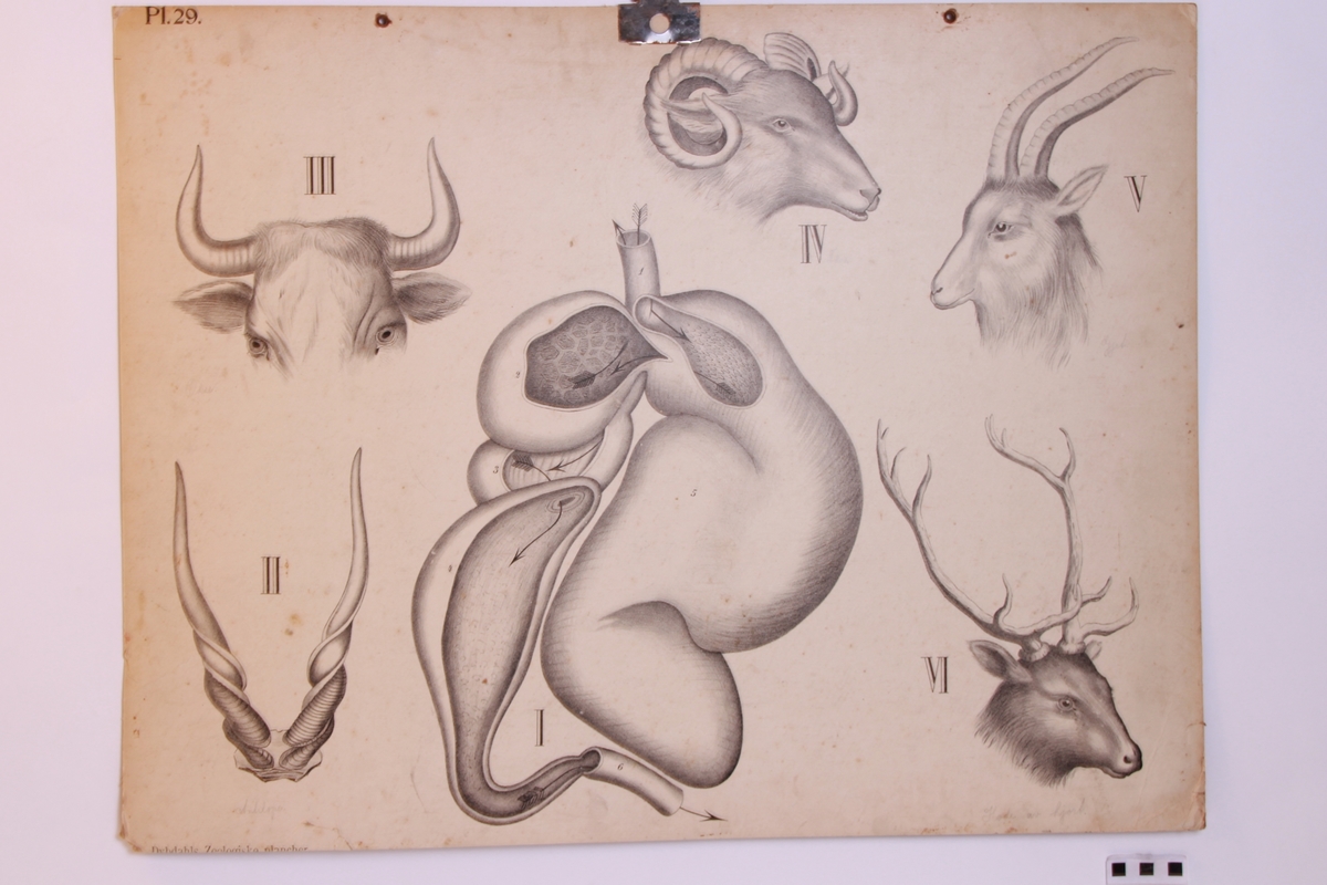 Dyrets anatomi.