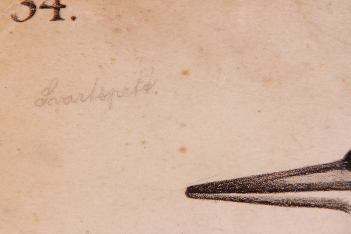 Detaljer av forskjellige fuglearter.