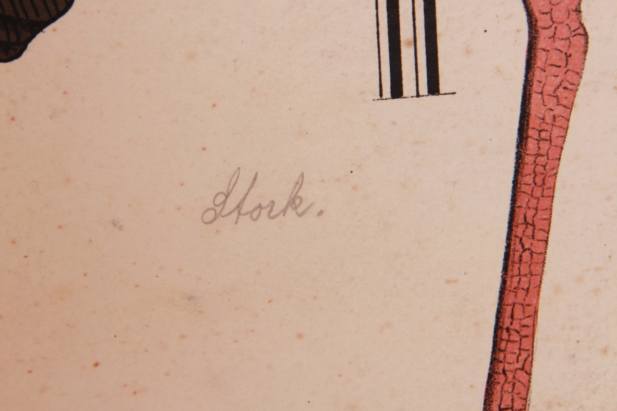 Detaljer av forskjellige fuglearter.