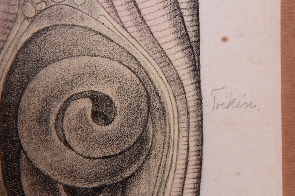 Detaljer av bendelormer.