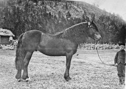 Liten gutt med stor hest, "Arthur 8 år gammel"