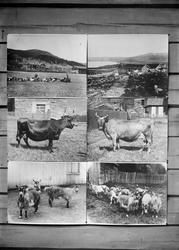 Unggjeter hos S. Klevstad 10 styk,, 1914, seks oppmonterte f