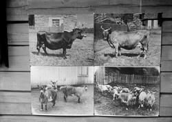 Unggjeter hos S. Klevstad 3 styk,, 1914, fire oppmonterte fo