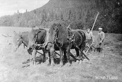 Slåttonn med 3 hester, 2 menn