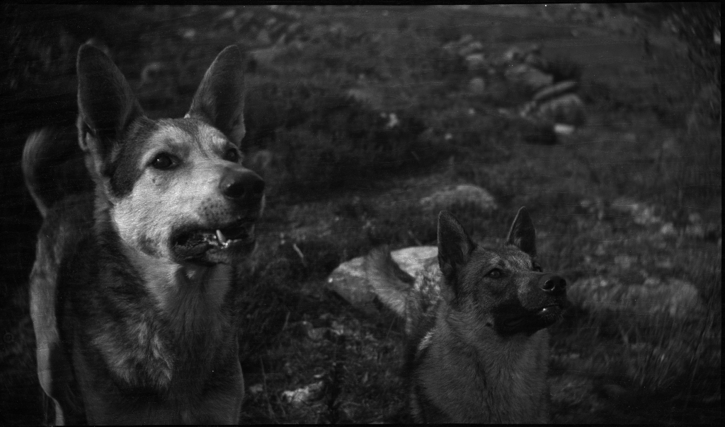 Familien Kamsrud på Tunsøy. Det er bilder av familien ved båten, av Annie Kamsrud og moren, Bertrand Kamsrud (i hvite klær) og to gutter til og hundene deres.