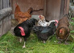 Fra "Fløttdagen" på Dølmotunet 2016, Tolga, Hedmark. Musea i