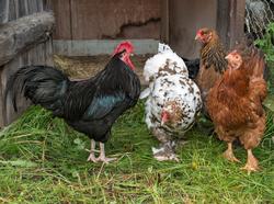 Fra "Fløttdagen" på Dølmotunet 2016, Tolga, Hedmark. Musea i