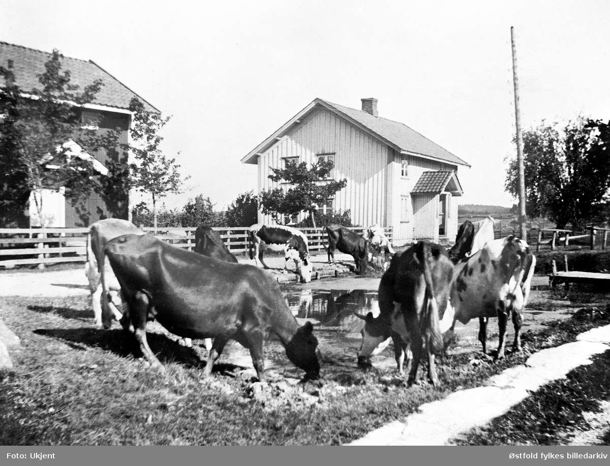 Fra gården Finnestad søndre i Rakkestad, ca. 1915-20. Kuene vannes i gårdbrønnen.
