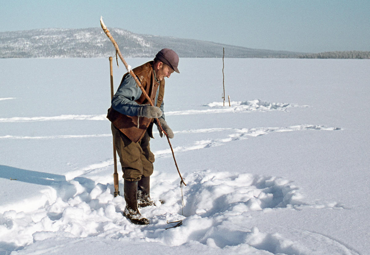 Åsmund Kolbu som fanger lake med fiskesaks på Isteren i Engerdal i 1977. (Foto/Photo)