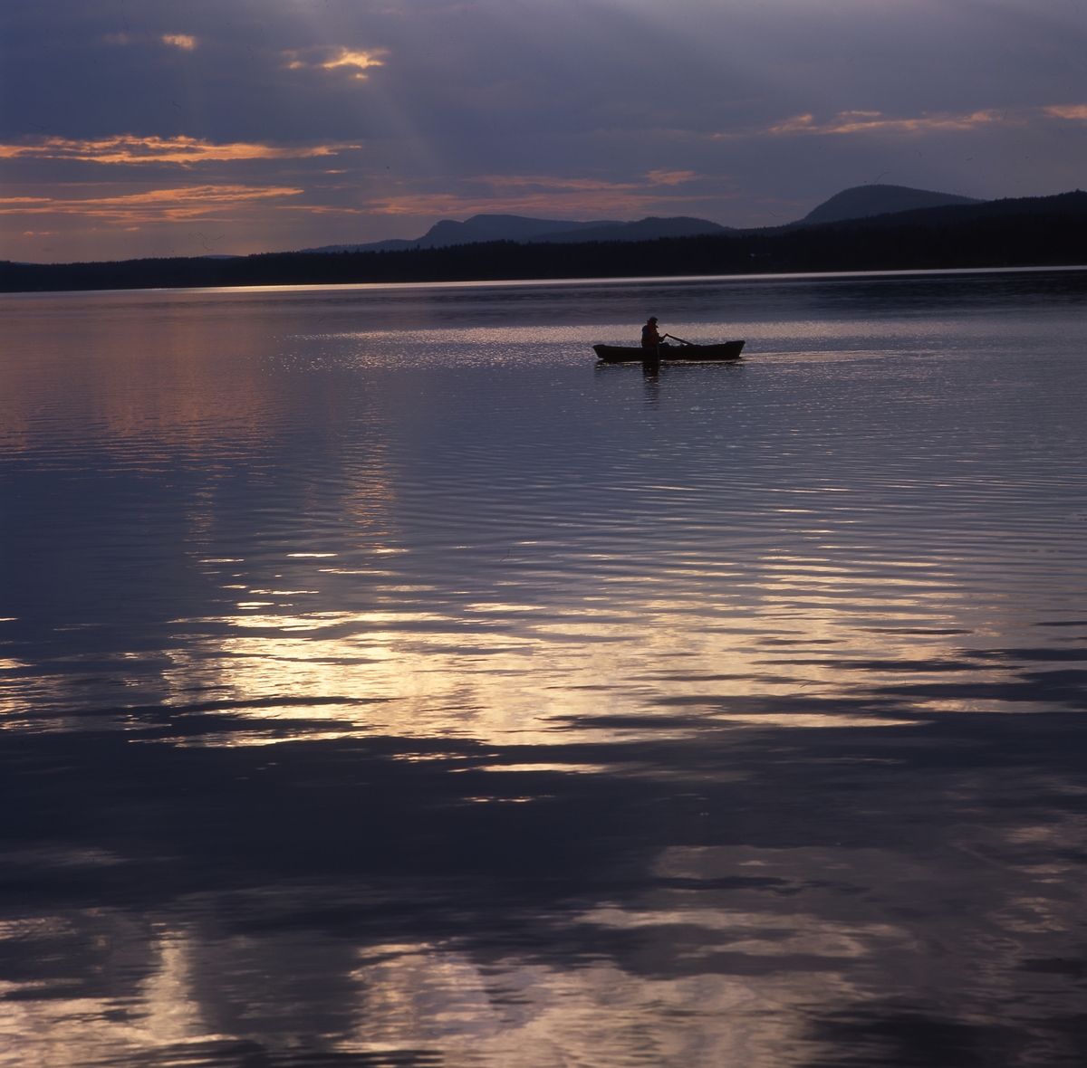 Metaren i sin eka på Hölesjön, Doddviken 15 juni 1999. Solnedgång med vackra speglingar i vattnet.