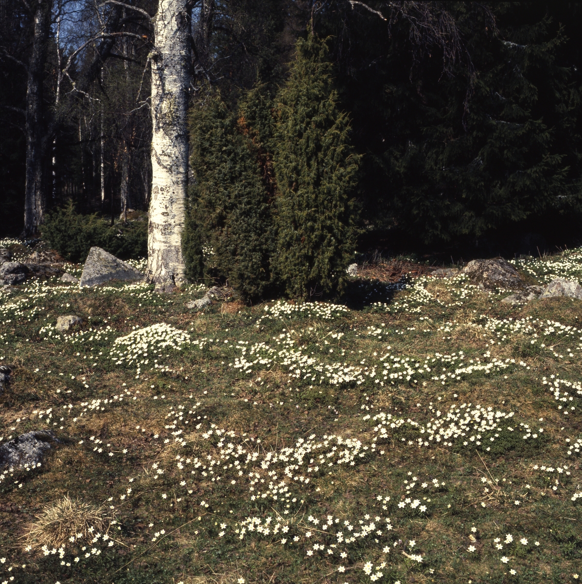 Vitsippor i hagen vid Västerby hembygdsby, maj 1986.