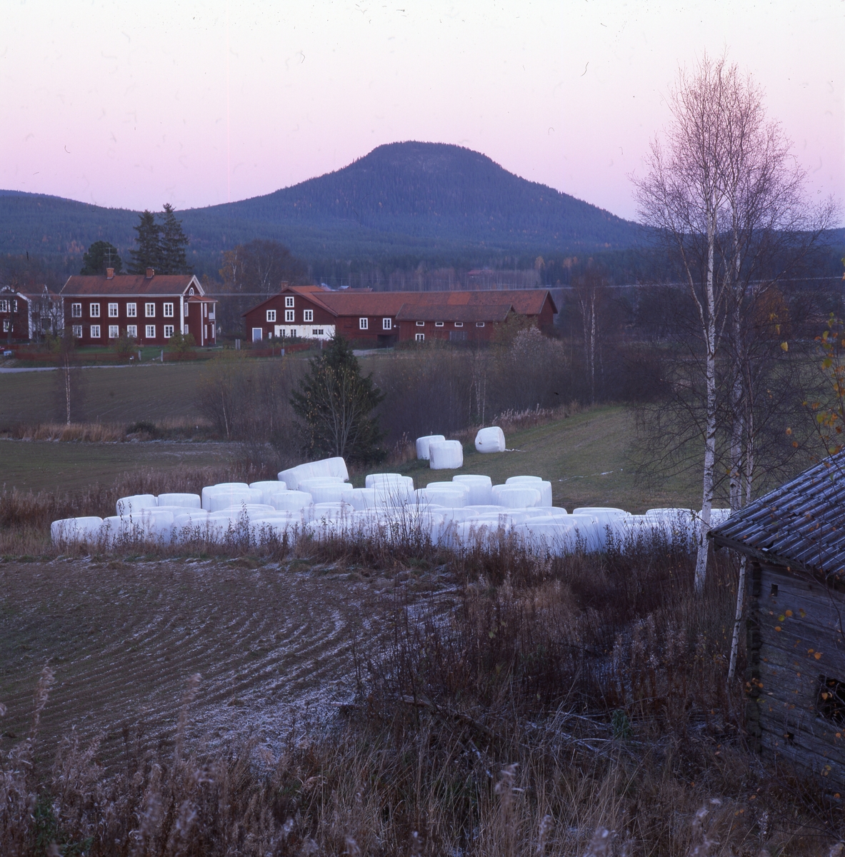 En rad med ensilagebalar, "bonnägg", i vit plast ligger på en frostig åker med gårdar i bakgrunden. Järvsöklack i bakgrunden, Järvsö kvällen 5 oktober 2001.