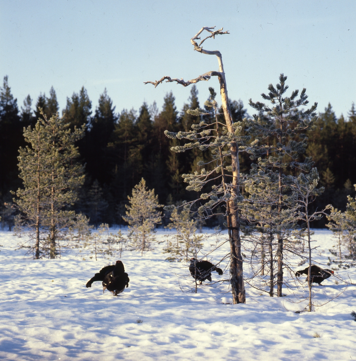 Orrspel på snö, Degelnmyren någon gång mellan 1979 och 21april 1982.