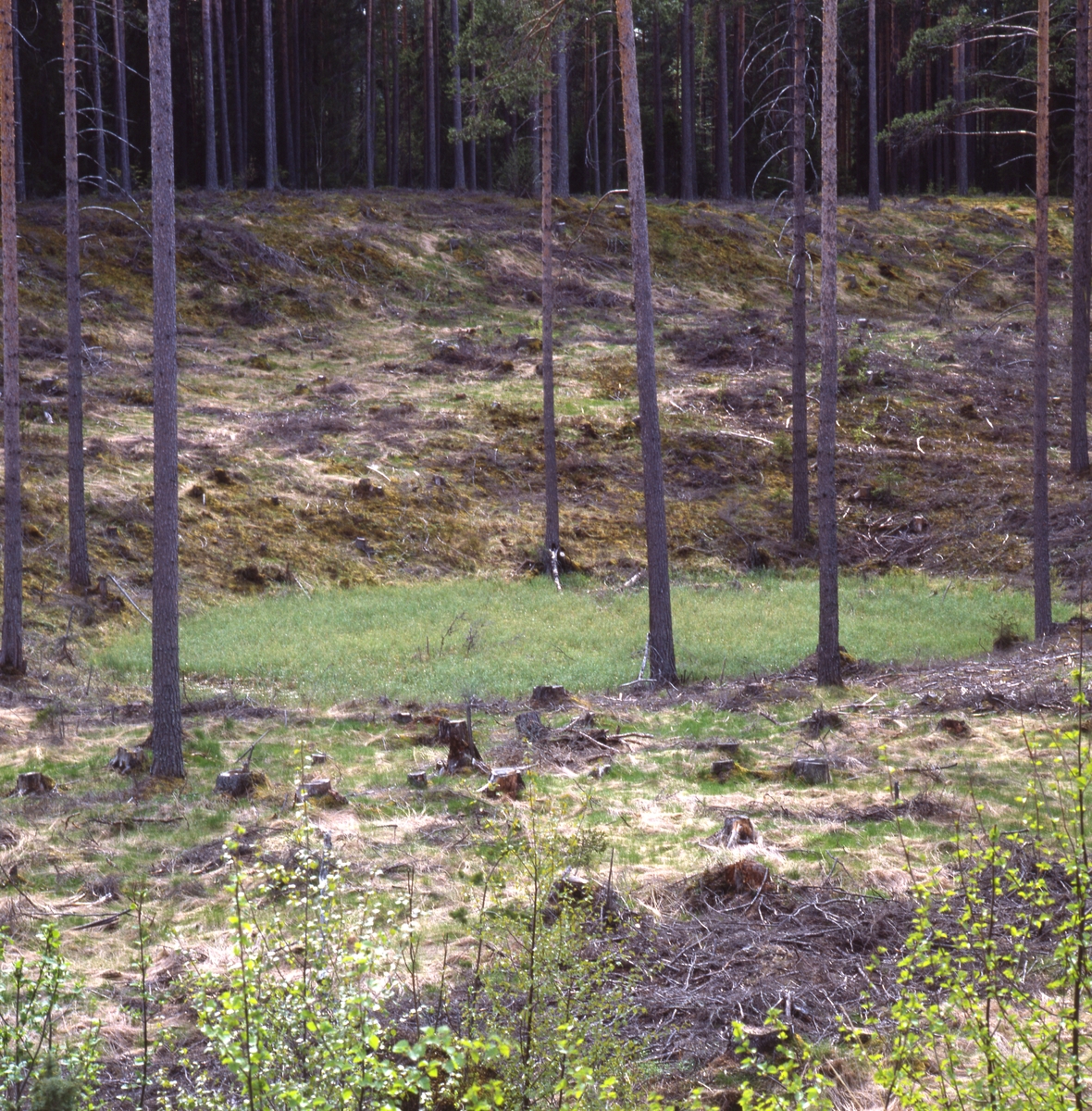 En grön före detta myrgrop i Hästaskogen 28 maj 1991.