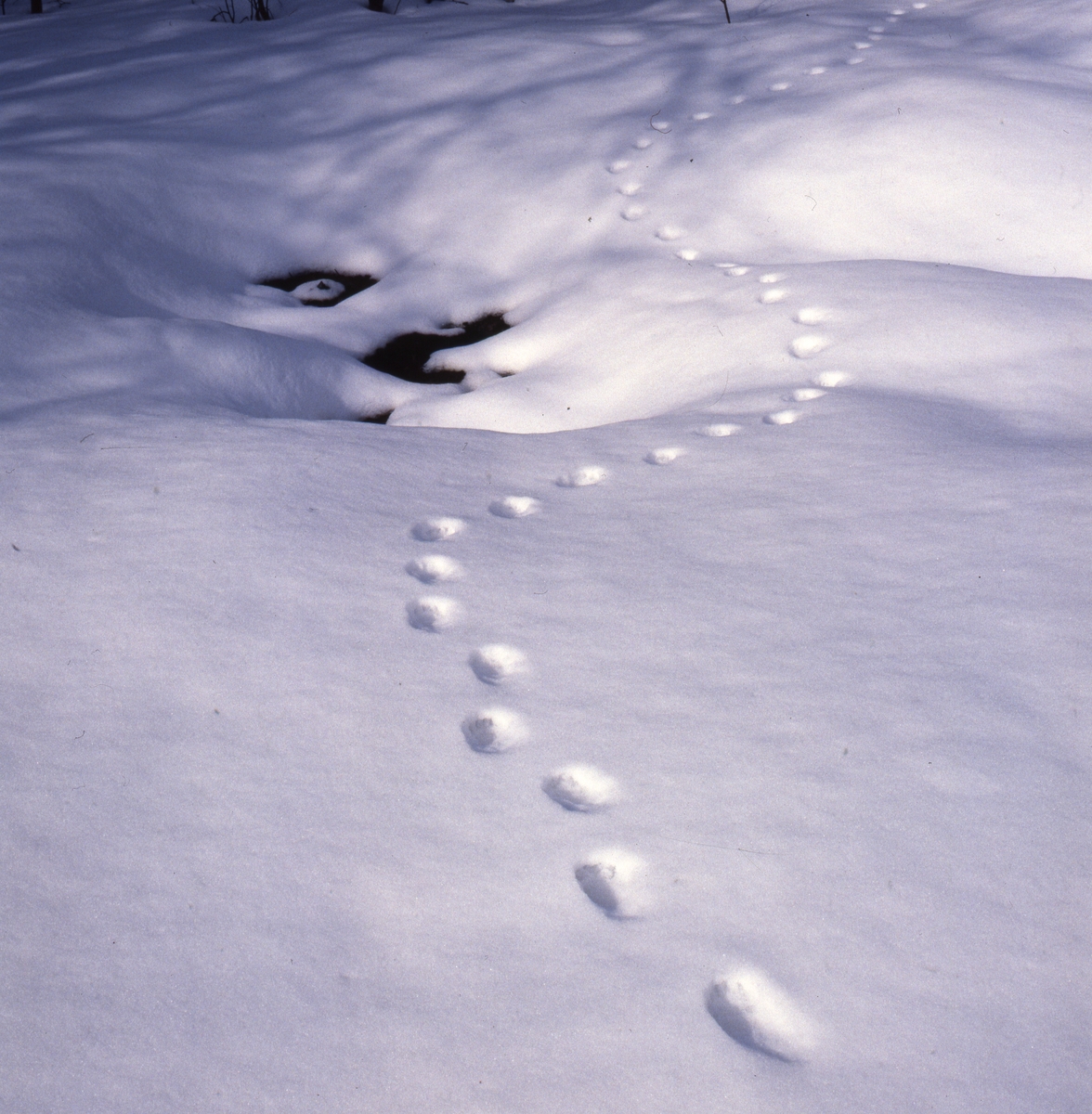 Djurspår i snön troligen av grävling, mars-april 1986.