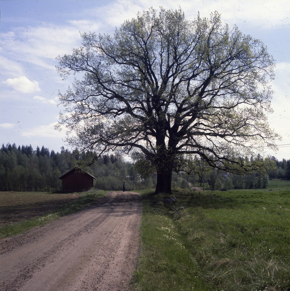 Eken i Skog, maj 1979. En stor ek växer alldeles intill en grusväg som går genom grönskande åkrar.