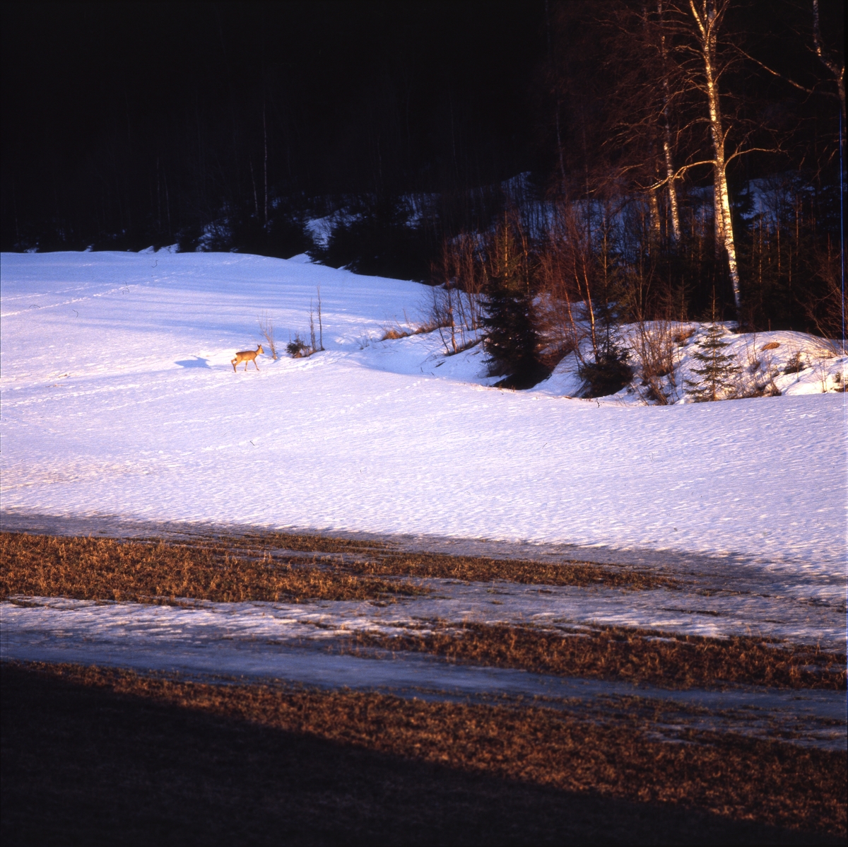 Rådjur på snötäckt åkermark, vårvintern, april 1987.
