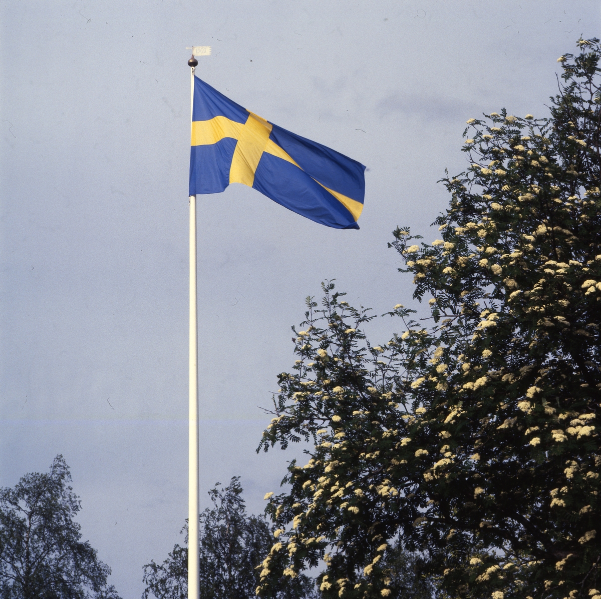 Flaggstång med svenska flaggan mot blå himmel vid blommande rönn, juni 1983.