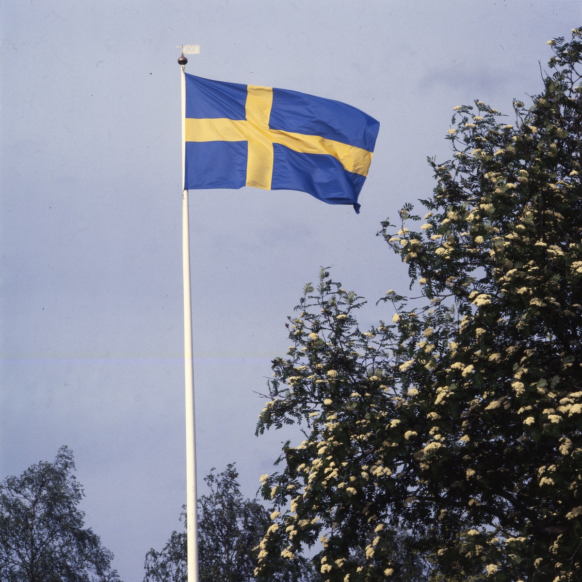 Flaggstång med svenska flaggan mot blå himmel vid blommande rönn, juni 1983.