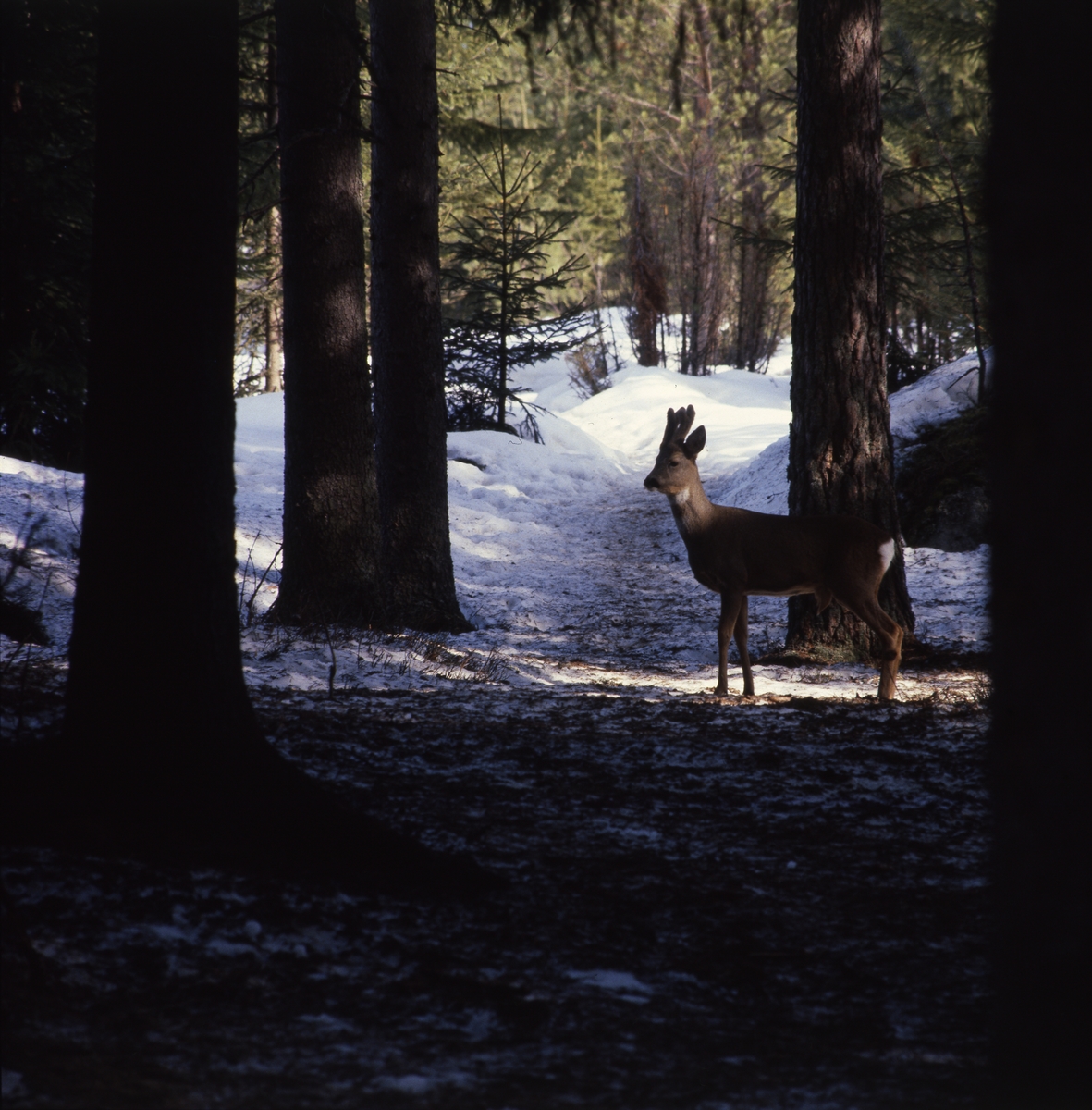 I skuggan mellan några trädstammar i skogen står en råbock och tittar, 28 mars 1982.