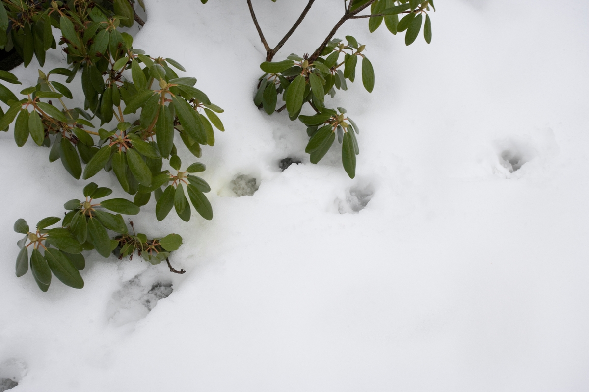 Hunden Balders spor i snøen.