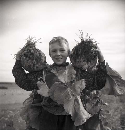 Pojke håller två stora kålrötter på sin axlar. Unga Odlare 1948 - 1949.
