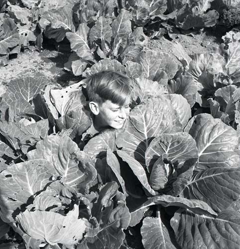 En pojkes huvud sticker upp bland kålblasten. Unga Odlare 1948 - 1949.