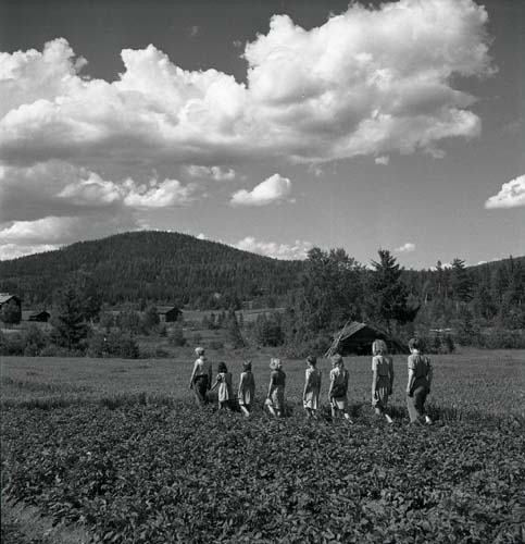 En grupp ungdomar går på rad i ett potatisland. Unga Odlare 1948 -1949.