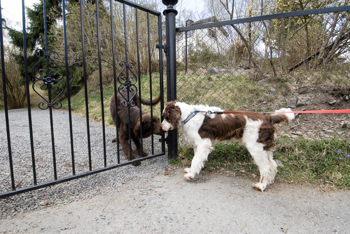 Hunden Balder på tur hilser på en annen hund bak et gjerde.