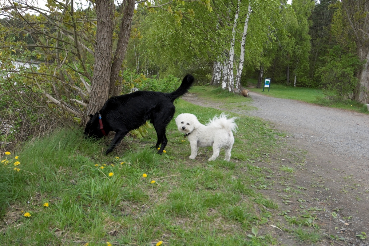 Hunden Chico på tur treffer en annen hund.