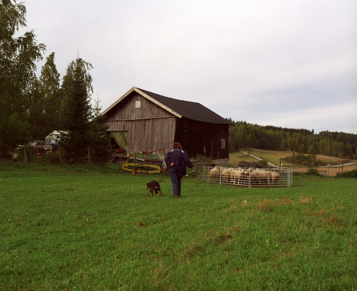 Hunden Ronja gjeter sau sammen med sin eier.